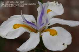 davesgarden.com Kamchin
