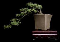bonsai.kamcio.com Kamcio