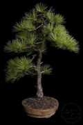bonsai.kamcio.com Kamcio
