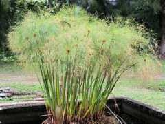 botanic.jp Kamiga