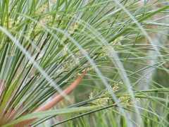 botanic.jp Kamiga