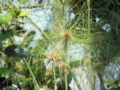 botanic.jp Kamiga
