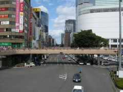Kamisugi
