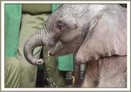 sheldrickwildlifetrust.org Kamok