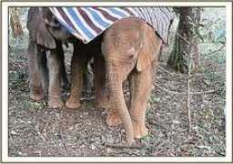 sheldrickwildlifetrust.org Kamok
