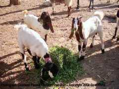 goatworld.com Kamori