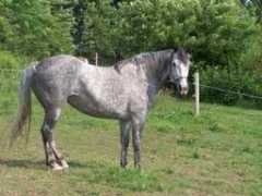 horsefinders.com Kamrie