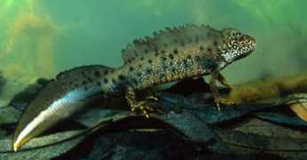 hylawerkgroep.be Kamsal