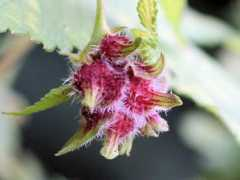 botanic.jp Kanamu