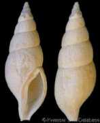 gastropods.com Kanamura