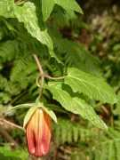 botany.cz Kanarina