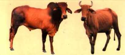 love4cow.com Kandhari
