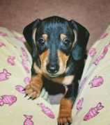 gotpetsonline.com Kandise