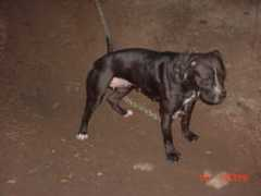 apbt.online-pedigrees.com Kanefield