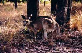 Kanga