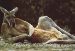 manbottle.com Kangaroo
