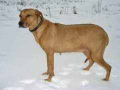 hunting-pride.com Kangelani