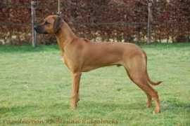 ascot.cz Kangelani