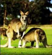 australien.onlinehome.de Kangoro