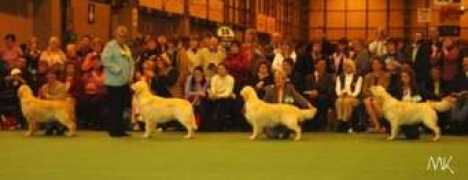 goldenretriever.pl Kaniecka