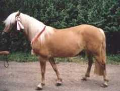 haflinger-fischen.de Kaniera