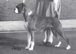 ukboxerdogs.co.uk Kanix