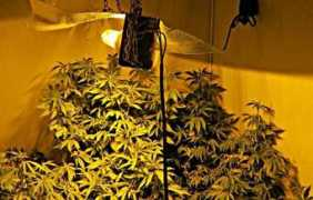 ess.fi Kannabis
