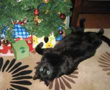 pawprintsmagazine.com Kanobi