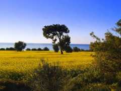 trekearth.com Kanola