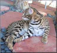 amantrabengals.com Kanoni