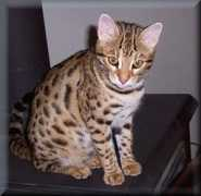 amantrabengals.com Kanoni