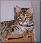 amantrabengals.com Kanoni