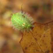 bugguide.net Kanoti