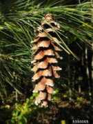 treesandshrubs.about.com Kanoti