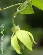 toptropicals.com Kantali