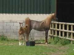 affinity-arabians.com Kantata