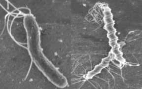 cab.unimelb.edu.au Kaparakis