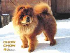 chow.chow.ru Kapelka