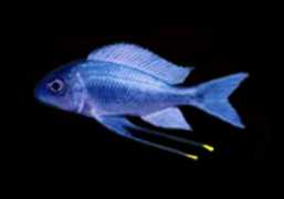 tomsfish.org Kapere