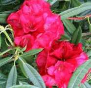 mooseyscountrygarden.com Kaponga