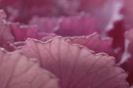 sepp.offline.ee Kapsas