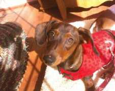 waggintailsrescue.com Karabetsos