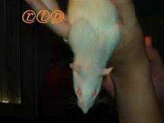 rattoutpoils.free.fr Karaboo
