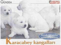 kanyak.com Karacabey