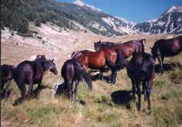 theequinest.com Karachai