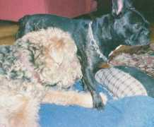 alldogssite.com Karadogan