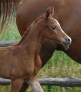 kakagiarabians.com Karaina