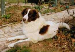 dogbreedinfo.com Karakachan