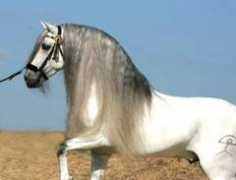 paardenrassen.org Karaker