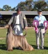 afghanhoundsoz.com.au Karakush